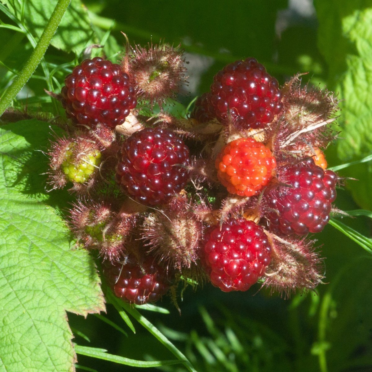 Tüplü Verimli Yediveren Japon Wineberry Şarap Ahududu Fidanı