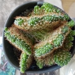 Mammillaria Elongata Cristata Copper King Beyin Kaktüs(Cactus)(5. Luk Saksıda)