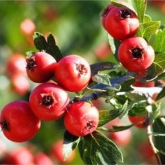 Tüplü Aşılı İri Meyveli Kırmızı Alıç Fidanı