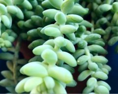 Sedum Morganianum Bordo Çiçek Yayılıcı Sukulent (5. Luk Saksıda)