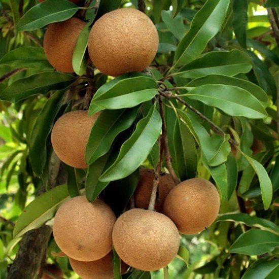 Chocolate(Çikolata) Meyvesi Black Sapota Ağacı Fidanı (10-40 cm)