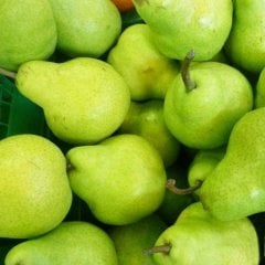 Tüplü Aşılı Doktor Armudu Fidanı