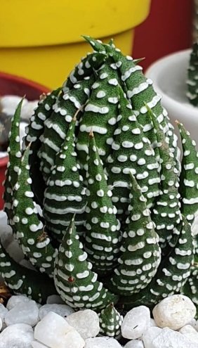 Haworthia Reinwardtii Zebra Wart Sukulent (5.5 Luk Saksıda)