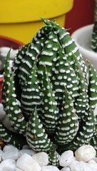 Haworthia Reinwardtii Zebra Wart Sukulent (5.5 Luk Saksıda)