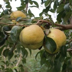 Tüplü Aşılı Çok İri Meyveli Deveci Armut Fidanı