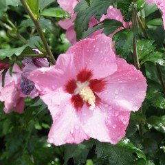 Açık Pembe Hibiscus Çiçeği Tohumu(10 tohum)