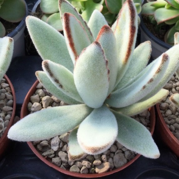 Kalanchoe Tomentosa Sukulent(5.5 lık Saksıda)