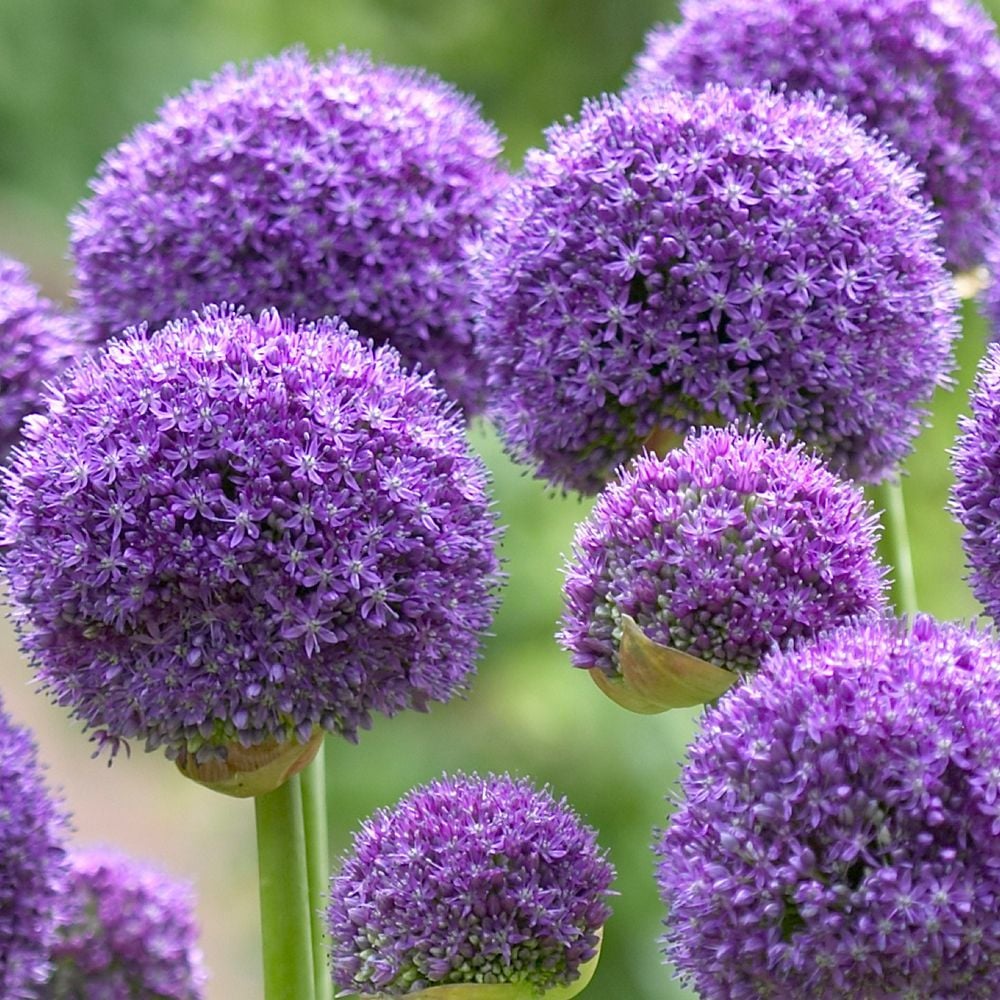 Wizard İri Çiçekli Allium Çiçeği Soğanı (2 Adet)