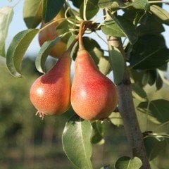 Tüplü Aşılı Erkenci June Beauty (Haziran Güzeli) Armut Fidanı