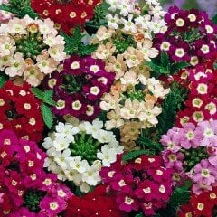 Rock Cress Aubrieta Karışık Renkli Obrizya Çiçeği Tohumu (100 tohum)