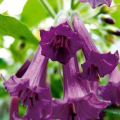 Mor Katmerli Brugmansia Çiçeği Tohumu (5 tohum)