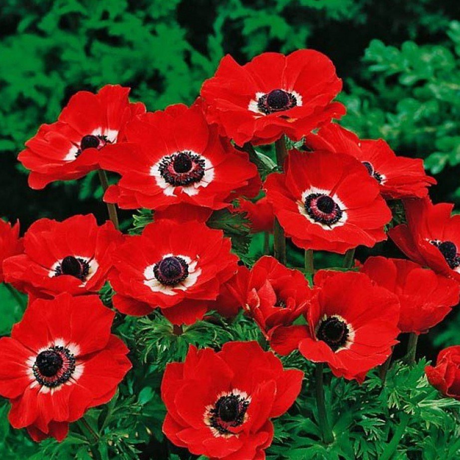 Kırmızı Renkli Red Hollandia Anemon Çiçeği Soğanı (5 adet)