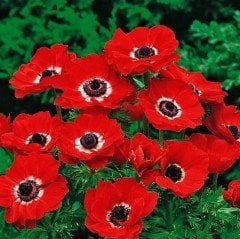 Kırmızı Renkli Red Hollandia Anemon Çiçeği Soğanı (5 adet)