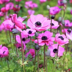 Pembe Renkli Syliphide Anemon Çiçeği Soğanı (5 adet)