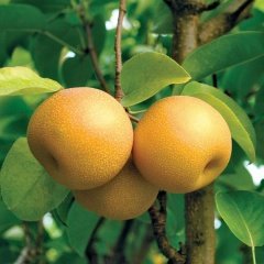 Tüplü Aşılı Leziz Aromalı Hosui Naşi Japon Armut Fidanı