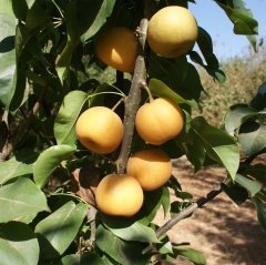 Tüplü Aşılı Leziz Aromalı Hosui Naşi Japon Armut Fidanı