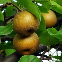 Tüplü Aşılı Bol Verimli Aromalı Atago Naşi Japon Armut Fidanı