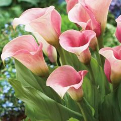 Pembe Renkli Zantedeschia Manila Gala (Calla) Çiçeği Soğanı (1 Adet)