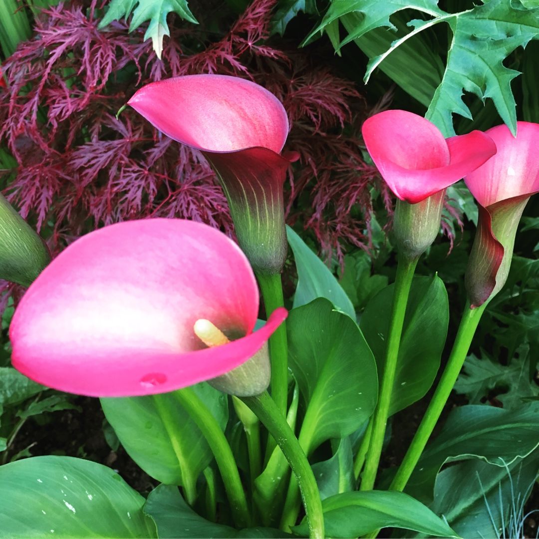 Pink Puppy Zantedeschia Gala (Calla) Çiçeği Soğanı (1 Adet)