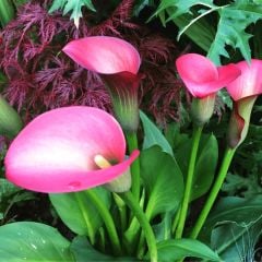 Pink Puppy Zantedeschia Gala (Calla) Çiçeği Soğanı (1 Adet)