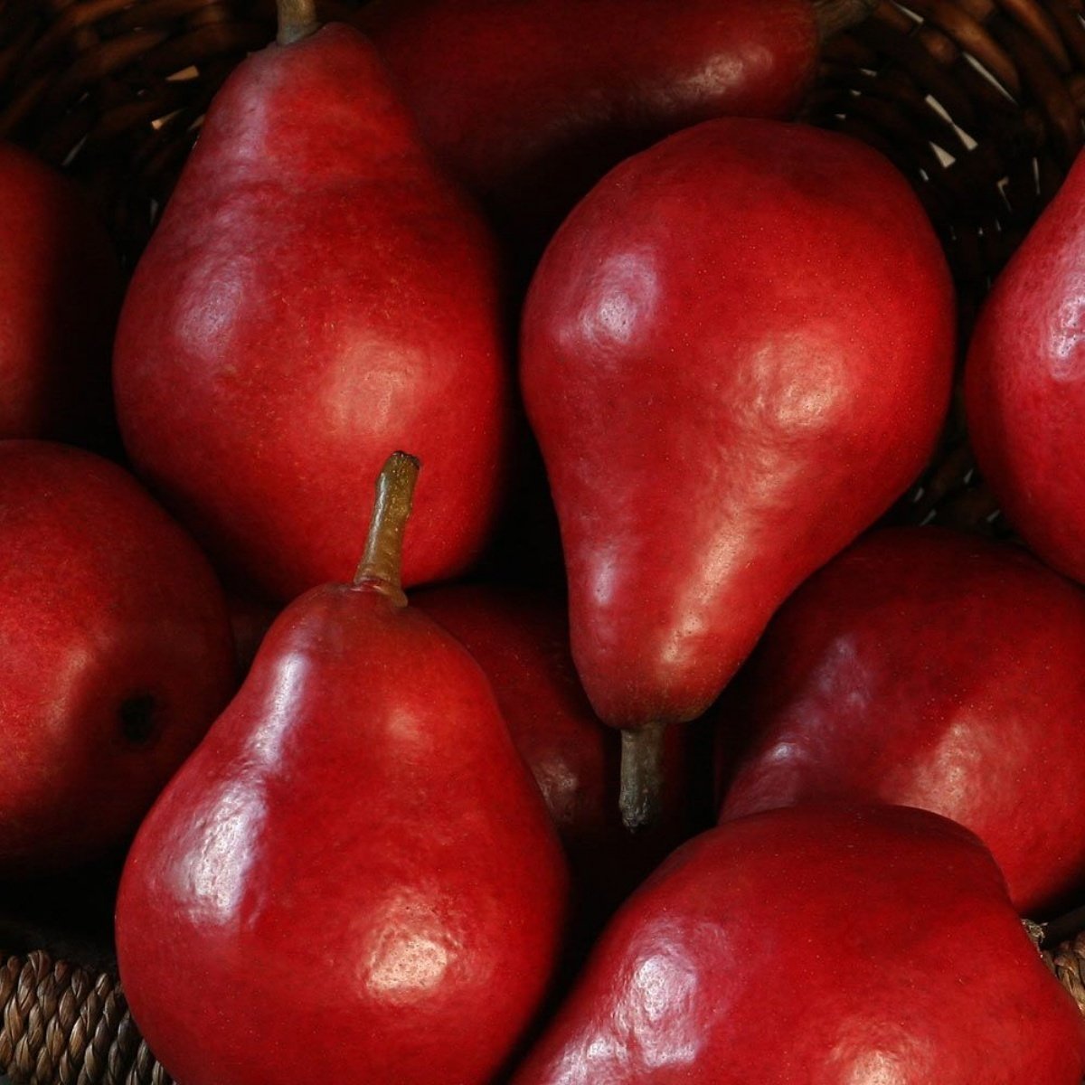 Tüplü Aşılı Yüksek Aromalı Starkrimson Kırmızı Armut Fidanı