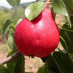 Tüplü Aşılı Yüksek Aromalı Starkrimson Kırmızı Armut Fidanı