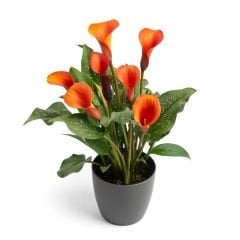Turuncu Renkli Zantedeschia Orange Alert Gala (Calla) Çiçeği Soğanı (1 Adet)