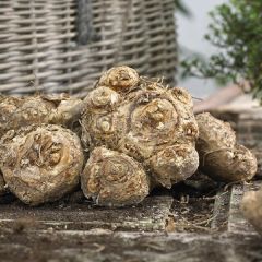 Siyah Renkli Zantedeschia Odessa Gala (Calla) Çiçeği Soğanı (1 Adet)