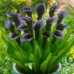 Siyah Renkli Zantedeschia Odessa Gala (Calla) Çiçeği Soğanı (1 Adet)