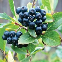 Tüplü Siyah Aronya (Aronia) Chokeberry Fidanı (15-20cm)