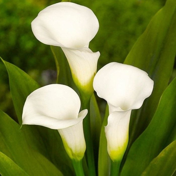 Beyaz Renkli Zantedeschia Crystal Clear Gala (Calla) Çiçeği Soğanı (1 Adet)