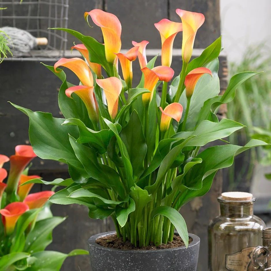 Turuncu Zantedeschia Cancun Gala (Calla) Çiçeği Soğanı (1 Adet)