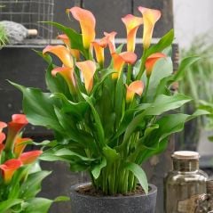 Turuncu Zantedeschia Cancun Gala (Calla) Çiçeği Soğanı (1 Adet)