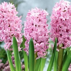 Hyacinthus Fondant  Sümbül Soğanı (3 adet)