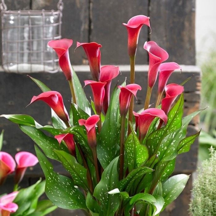 Kırmızı Renkli Zantedeschia Fantasia Gala (Calla) Çiçeği Soğanı (1 Adet)