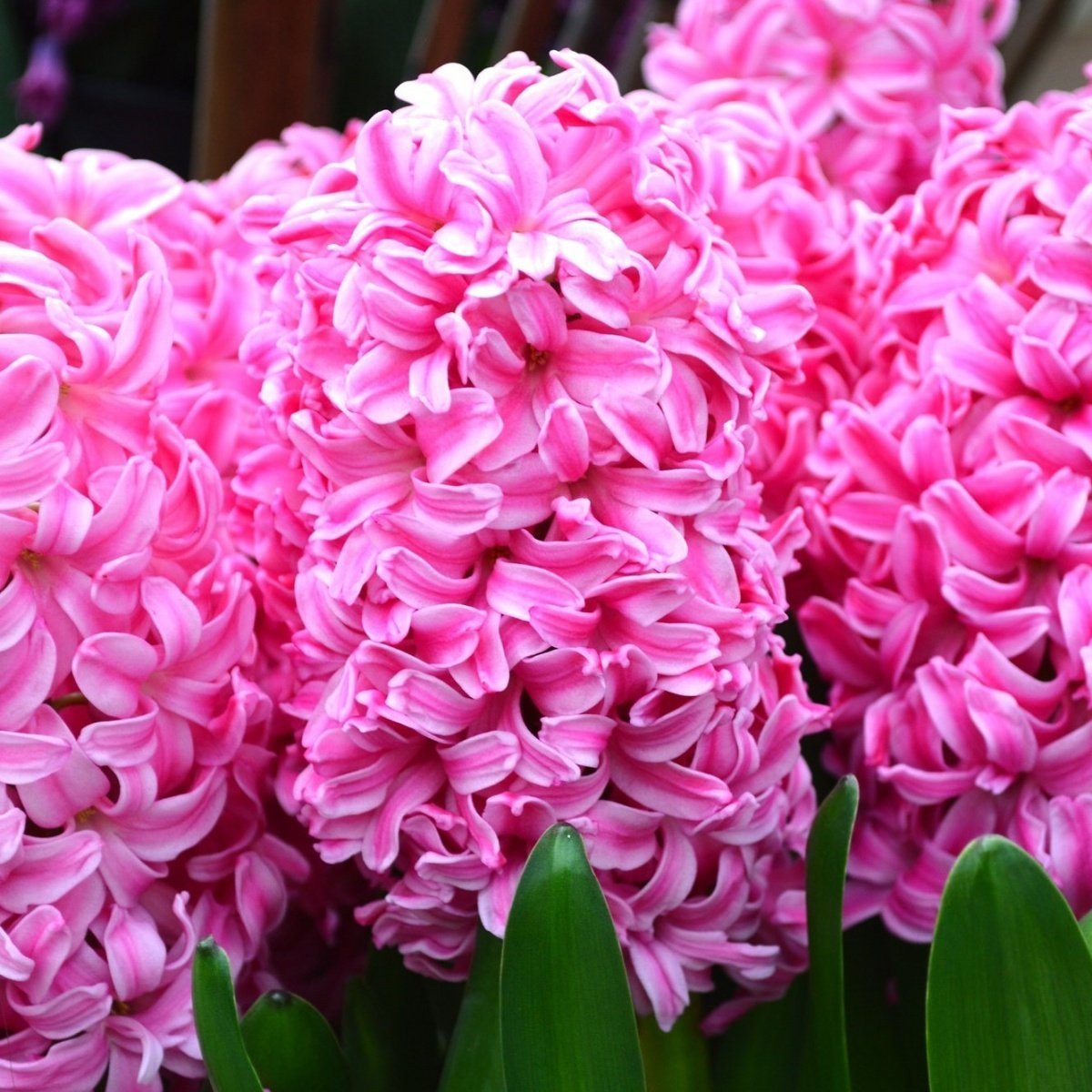 Hyacinthus Pink Pearl Kokulu Pembe Sümbül Soğanı (3 adet)