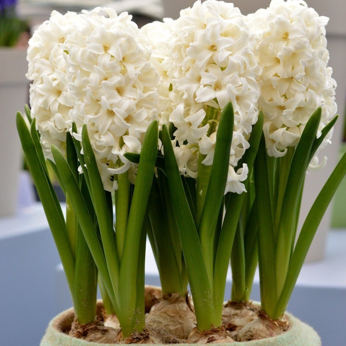 Hyacinthus Carneige Krem Beyaz Sümbül Soğanı (3 adet)
