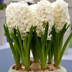 Hyacinthus Carneige Krem Beyaz Sümbül Soğanı (3 adet)