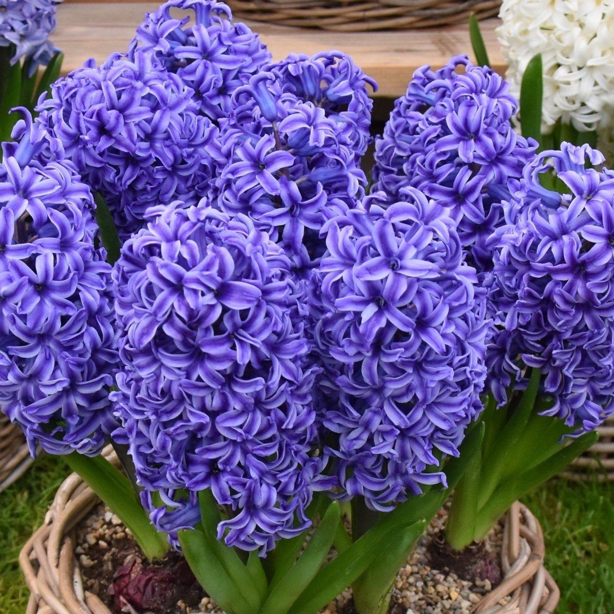 Blue Jacket Sümbül Hyacinthus Soğanı (3 adet)