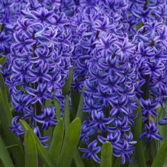 Blue Jacket Sümbül Hyacinthus Soğanı (3 adet)