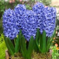 Mavi Delft Blue Sümbül Hyacinthus Soğanı (3 adet)