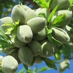 Tüplü Aşılı Bol Verimli Ferraduel Badem Fidanı