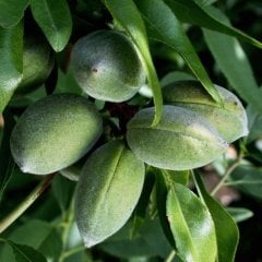 Tüplü Aşılı Çok İri Meyveli Verimli Bertina Badem Fidanı