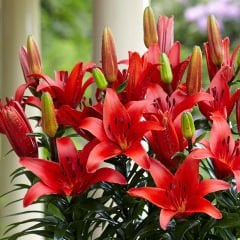 Blushing Joy Kokulu Kırmızı Renk Zambak Çiçeği Soğanı (1 adet)