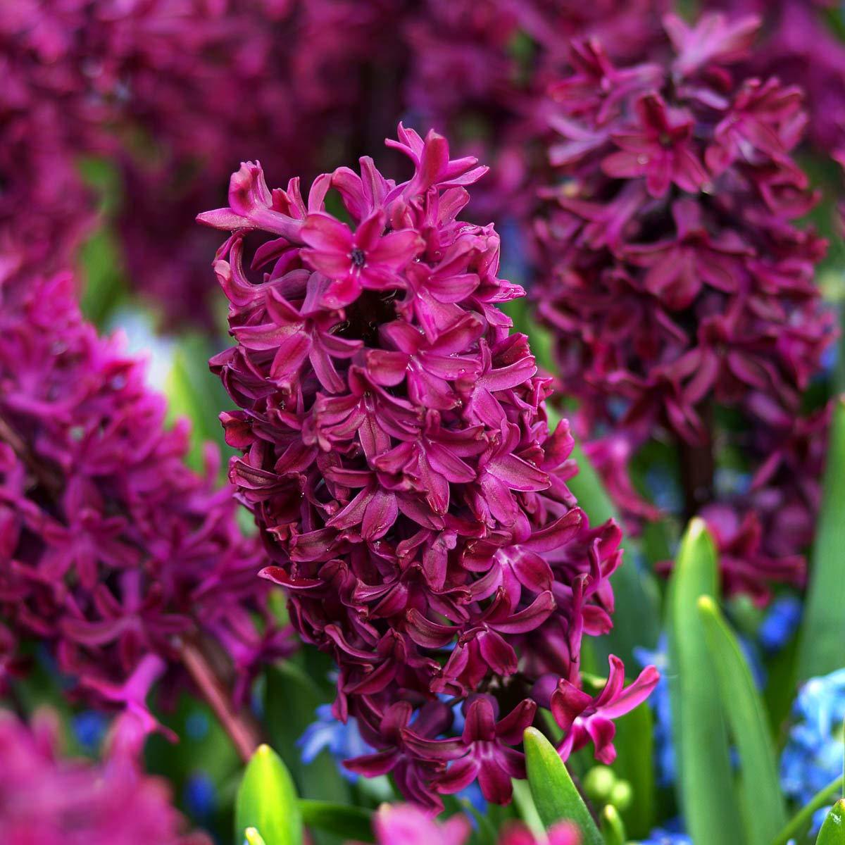 Woodstock Sümbül Hyacinthus Soğanı (3 adet)