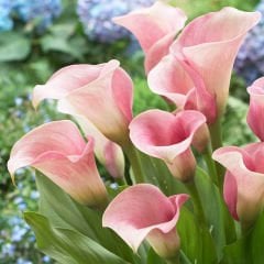Candle Glow Zantedeschia Gala (Calla) Çiçeği Soğanı (1 Adet)