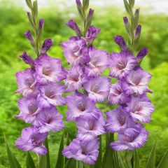 Gladiolus Milka Mor Glayör Çiçeği Soğanı (4 adet)
