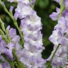 Özel Renk Gladiolus Blue Frost Glayör Çiçeği Soğanı (4 adet)