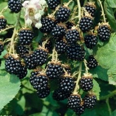 Tüplü Bol Verimli Boysenberry Böğürtlen Fidanı