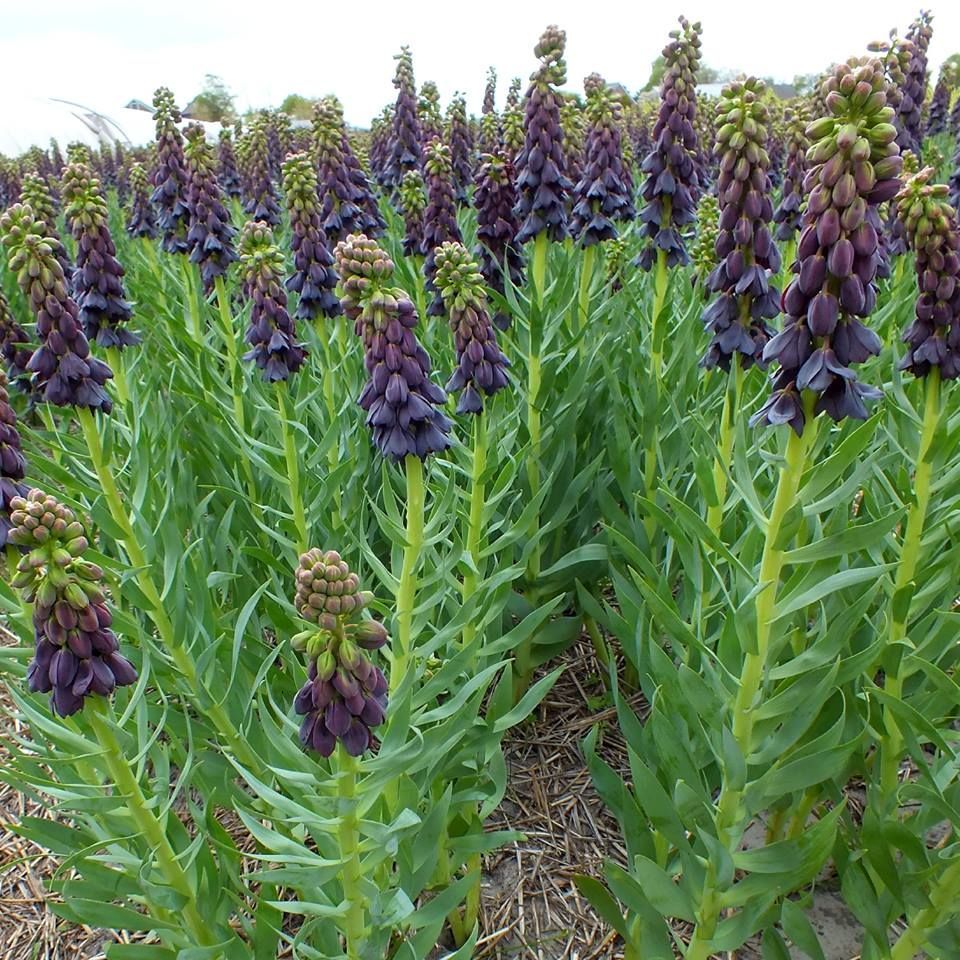 Özel Mor Renkli Fritillaria Persica Ters Lale Soğanı(1 adet)